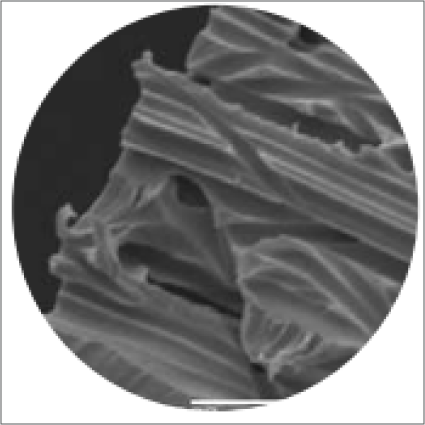 Membranas de Policarbonato Track Etched (PCTE)